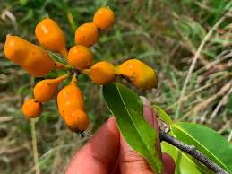 Image result for Uvaria schweinfurthii