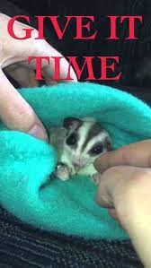 How To Bond With A Sugar Glider Sugar Glides Sugar Gliders As A Pet Sugar Gliders Care Sugarglider Chec Sugar Glider Pet Sugar Glider Toys Sugar Glider