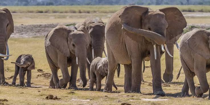 Four Arrested as Kenya Investigates Suspected Poisoning of 18 Amboseli Elephants