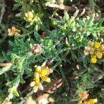 Image result for Felicia muricata