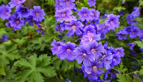 All year round flowers south africa. Geranium Care Learn How To Grow Geraniums