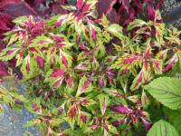 Image result for foto moud Forsterův