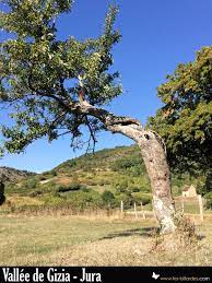 L Automne S Installe Doucement Photo Paysage Arbre Jura Revermont Vignoble Campagne Saison Eteindien Couleurs Solei Paysage Bed And Breakfast Gite