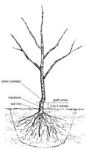 Growing Apple Trees For Deer Food Plots The Wildlife Group