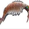 Anomalocaris a fost identificat greșit de mai multe ori, în parte datorită formării unui amestec de părți ale corpului mineralizate și. 1