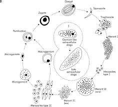 Most species and strains are highly adapted to specific hosts. Complete Development Of Cryptosporidium Parvum In Host Cell Free Culture Sciencedirect