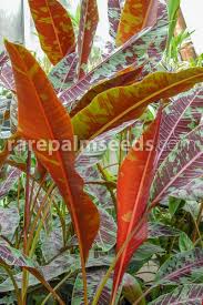 Image result for Musa acuminata