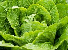 Bubbles Lettuce Types Of Lettuce Growing Tomatoes In Containers Tomato Garden