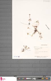 Image result for Aeschynomene pawekiae