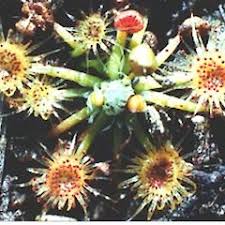 Image result for Nesaea pygmaea