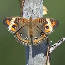 Image result for Tarenna junodii