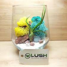 Charlene Airplant Terrarium Air Plant Terrarium Air Plants Terrarium
