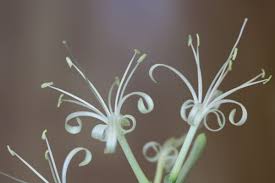 Image result for Sansevieria nilotica