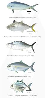 Veja mais ideias sobre peixe em posta, receitas, peixes. B Os Peixes Marinhos Capturados Das Aguas Costeiras De Ponta Negra Download Scientific Diagram