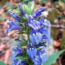 Image result for Lobelia anceps