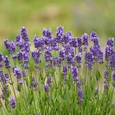 Mini Blue Lavender Flower Garden Seeds 500 Seeds Perennial Herb Gardening Seeds Lavandula Angustifolia Munstead Lavender Lavender Plant Growing Lavender