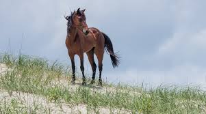 The obx wild spanish mustang horses tour with us to find the outer banks wild corolla spanish mustang horses and discover some of the most unique sights obx has to offer. How To See The Wild Horses Of The Outer Banks Carolina Traveler