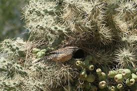 Look at the birds of the air, for they neither sow nor reap nor gather into barns; Cactus Wren Wikiwand