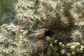 These factors are mentioned below Cactus Wren Wikiwand
