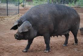 Large Black Hog Bloodlines Our Large Black Hog Sow Prudence Is Expecting Piglets In August 2011 Mini Pigs Animals Pastured Pork