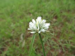 Image result for Cyperus obtusiflorus