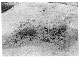 Image result for Crepidorhopalon rupestris