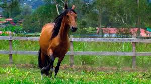 Image result for tbn:tVj6rqcH-AQR9M::www.pregonagropecuario.com.ar/images/caballo_overo.jpg