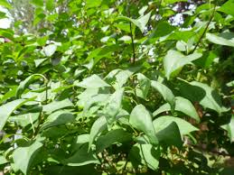 It was the first year we had widespread use of but if it does a lot of off site damage to other plants like your lilacs, we will probably lose its use. Curling Stunted Lilac Leaves 193302 Ask Extension