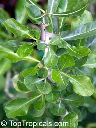 Image result for Gardenia ternifolia