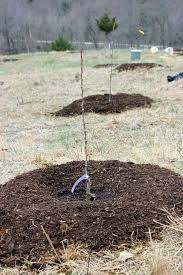 They will contain seeds and, depending upon the variety, might be so large that the fruit is difficult to get to. Planting Fruit Trees Planting Fruit Trees Fruit Trees Fruit Plants