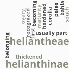 Image result for Sclerocarpus africanus