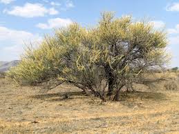 Image result for Acacia hebeclada