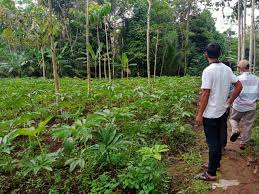 More images for porang di jambi ».porang di jambi jual beli bibit porang jambi jual produk bibit umbi porang iles murah dan bibit porang paidi, harga bibit porang 2017. Ini Tips Menanam Porang Dengan Benar Dijamin Berhasil Insulteng Halaman 2
