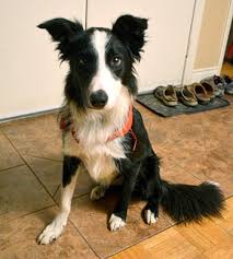 Pawrade connects pawsome people like you with happy, healthy puppies from our respected, prominent breeder relationships we've established over the last 15 years. Rough Start Strong Finish Border Collie Finds Happy Forever Home Bc Spca
