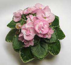 African Violet New 2015 N Aurora Mini Pair Of Leaves Ebay