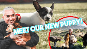 You can easily have your litter bought by a responsible owner who is more than happy to pay a. Introducing Our New Puppy Spot Youtube
