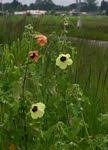 Image result for Hibiscus panduriformis
