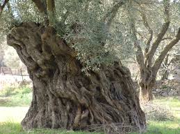 Pin On Lesvos Greece