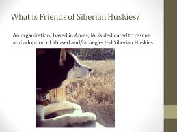 Thank you for opening your heart to a pet rescued by your local, independent spca monterey county! Friends Of Siberian Huskies What Is Friends Of Siberian Huskies An Organization Based In Ames Ia Is Dedicated To Rescue And Adoption Of Abused And Or Ppt Download
