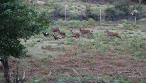 « le constat est identique du côté des chasseurs qui ont mis en avant la diminution de la population de mouflons à lavaldens, réduisant considérablement le gibier à chasser. La Federation Des Chasseurs De L Orne Deboutee Face A Luc Besson