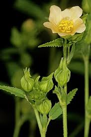 Image result for Sida ovata