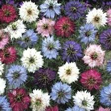 Nigella Damascena Persian Jewels Love In The Mist Annual Plant In Full Sun In Well Drained Soil Flowers In Summer Flower Seeds Annual Flowers Nigella