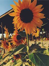 Sunflower Flower Nature Sunflower Pictures Sunflower Photography Sunflower Wallpaper
