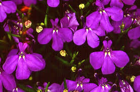 Image result for Lobelia fervens