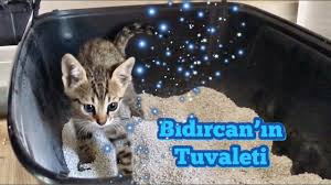 Bidircan In Tuvaleti Yavru Kedi Kum Egitimi Youtube