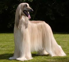 Pin By Lucy Pet Foundation On Dogs Hound Dog Breeds Afghan Hound Hound Dog
