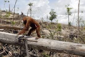 Animals Are Losing Their Homes Because We Are Distorting Their Land Trees Palm Oil Free Products Deforestation Palm Oil