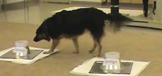 Using dogs already trained for scent detection, researchers led by donald bodenner trained them to detect cancer by presenting them with fresh tissue taken from papillary thyroid carcinoma biopsies. Video Canines Train To Detect Thyroid Cancer Medill Reports Chicago