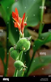 Image result for Cannaceae