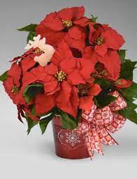 Holiday Poinsettia Flower Delivery Online Flower Delivery Winter Flowers